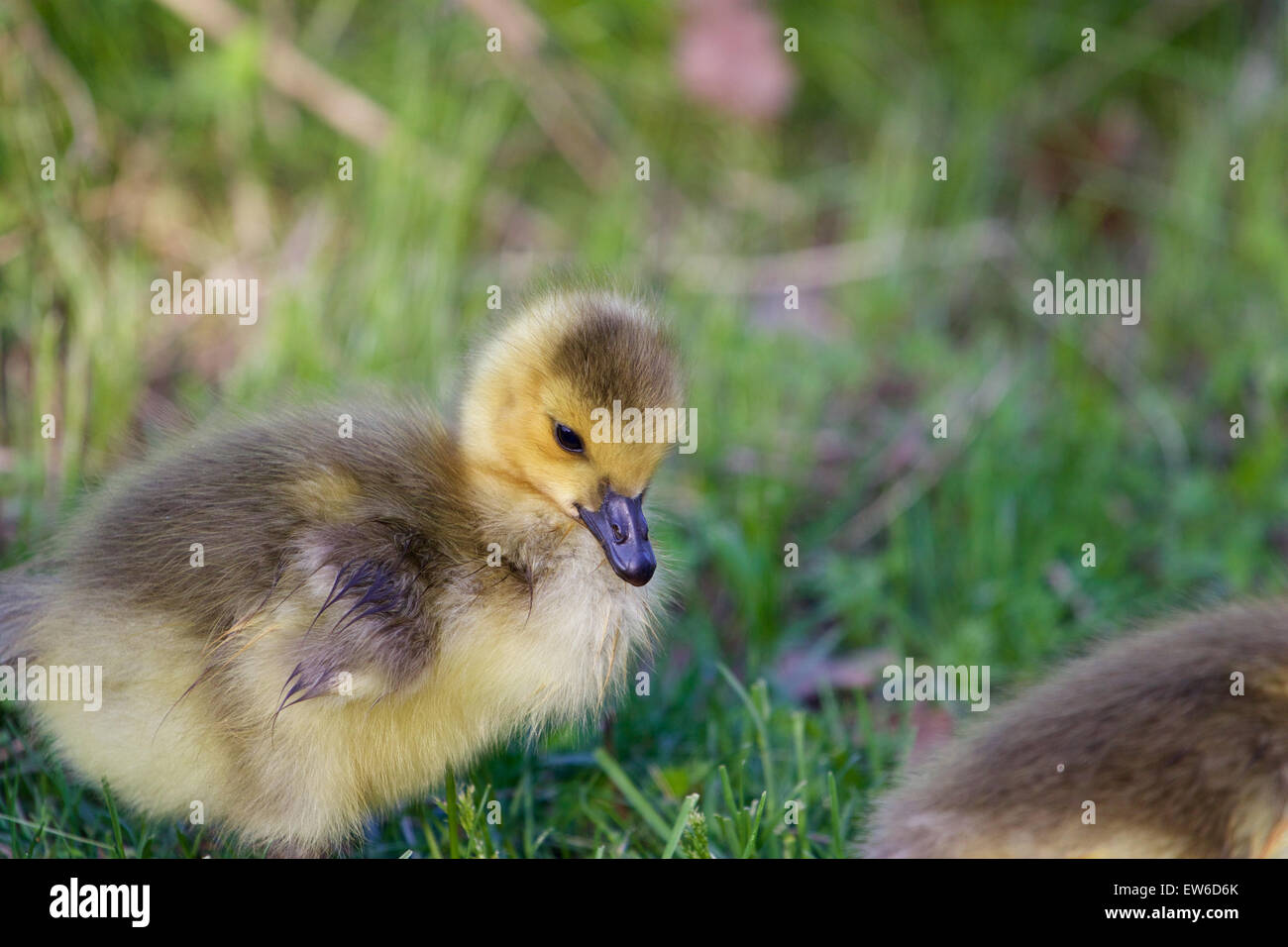 Cute chick of a cackling goose close-up Stock Photo - Alamy