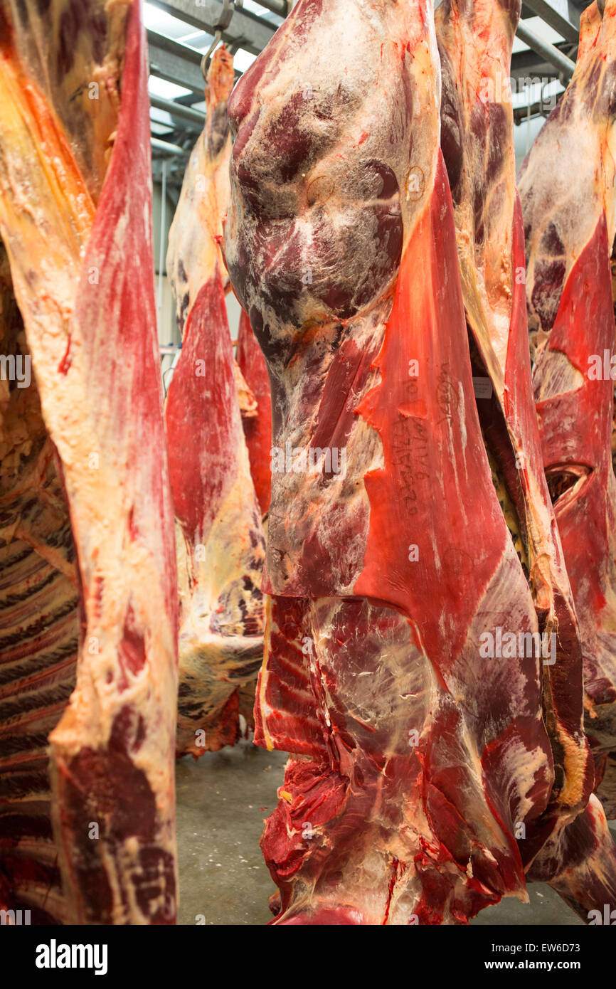Beef aging at an icebox at the butchery Stock Photo
