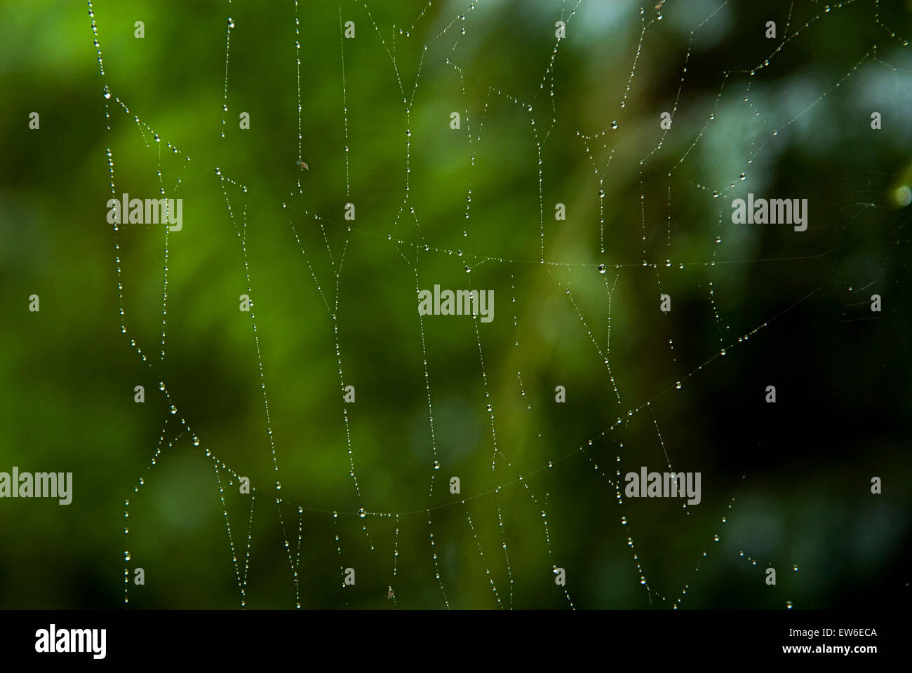 Raindrops cover a spider web in Franz Josef, New Zealand. Stock Photo