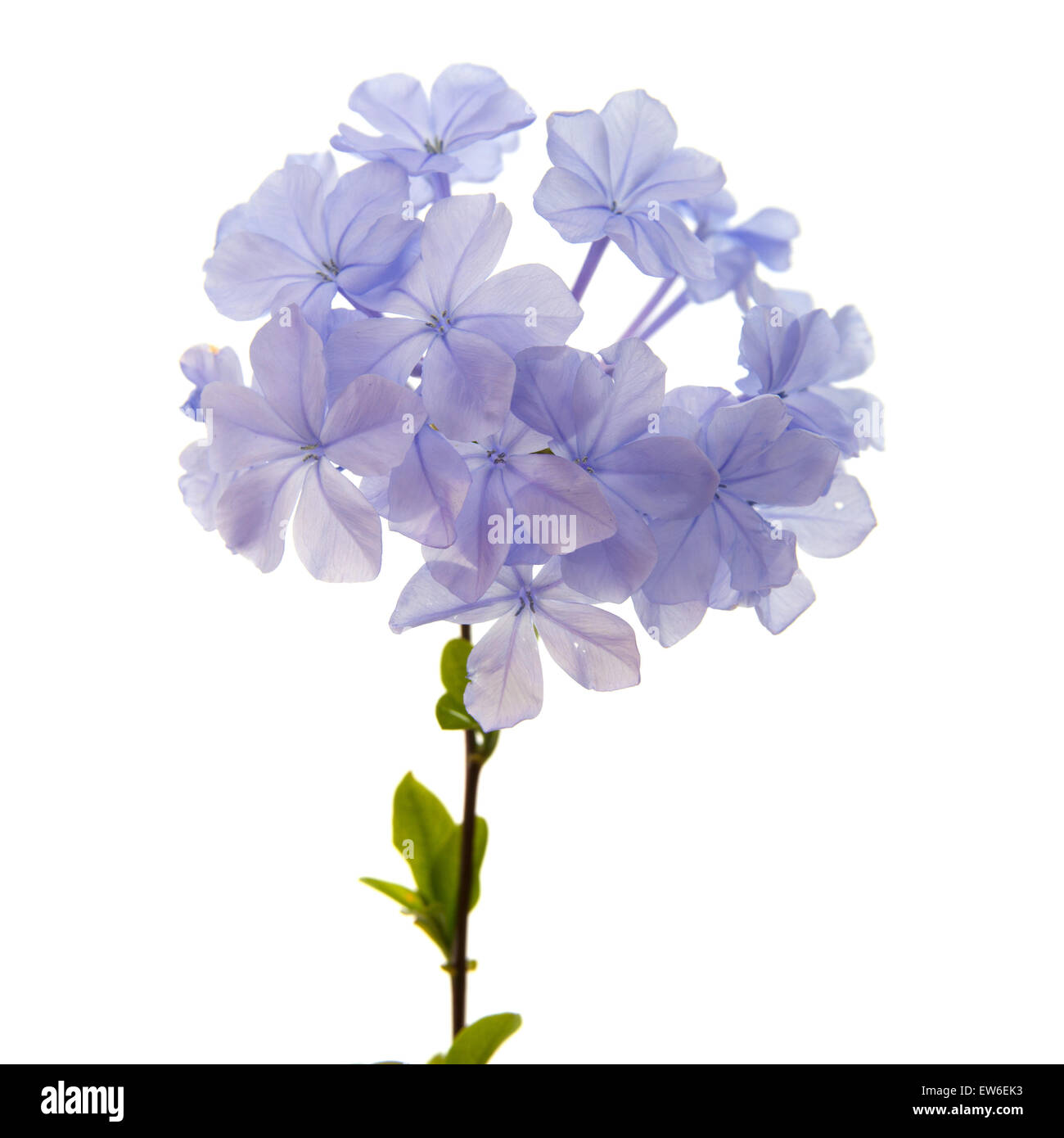 Plumbago auriculata or Blue Plumbago, isolated on white background Stock Photo