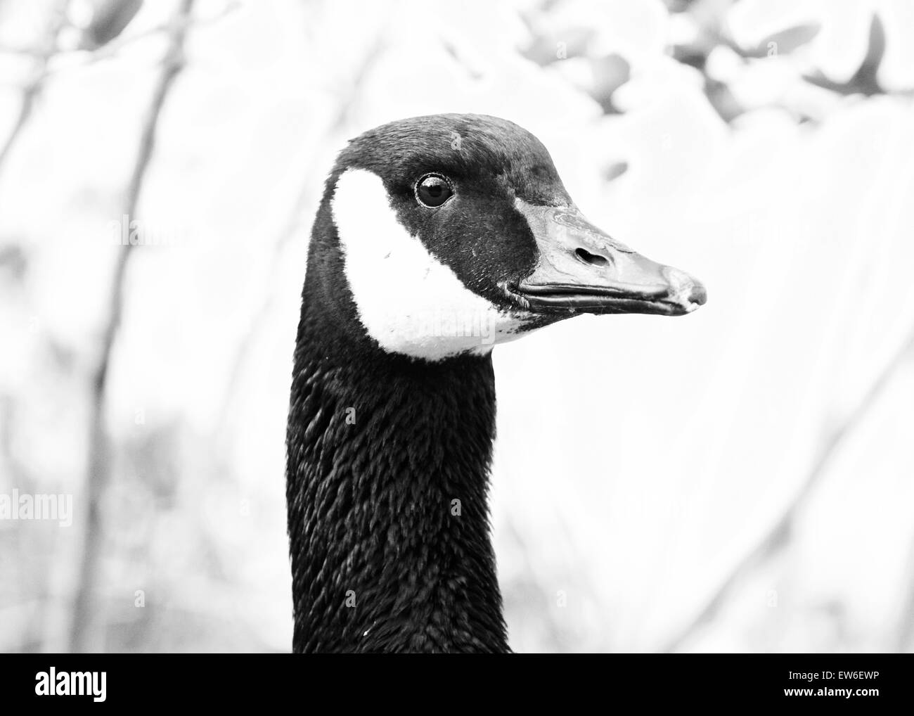 Strong confident goose portrait Stock Photo