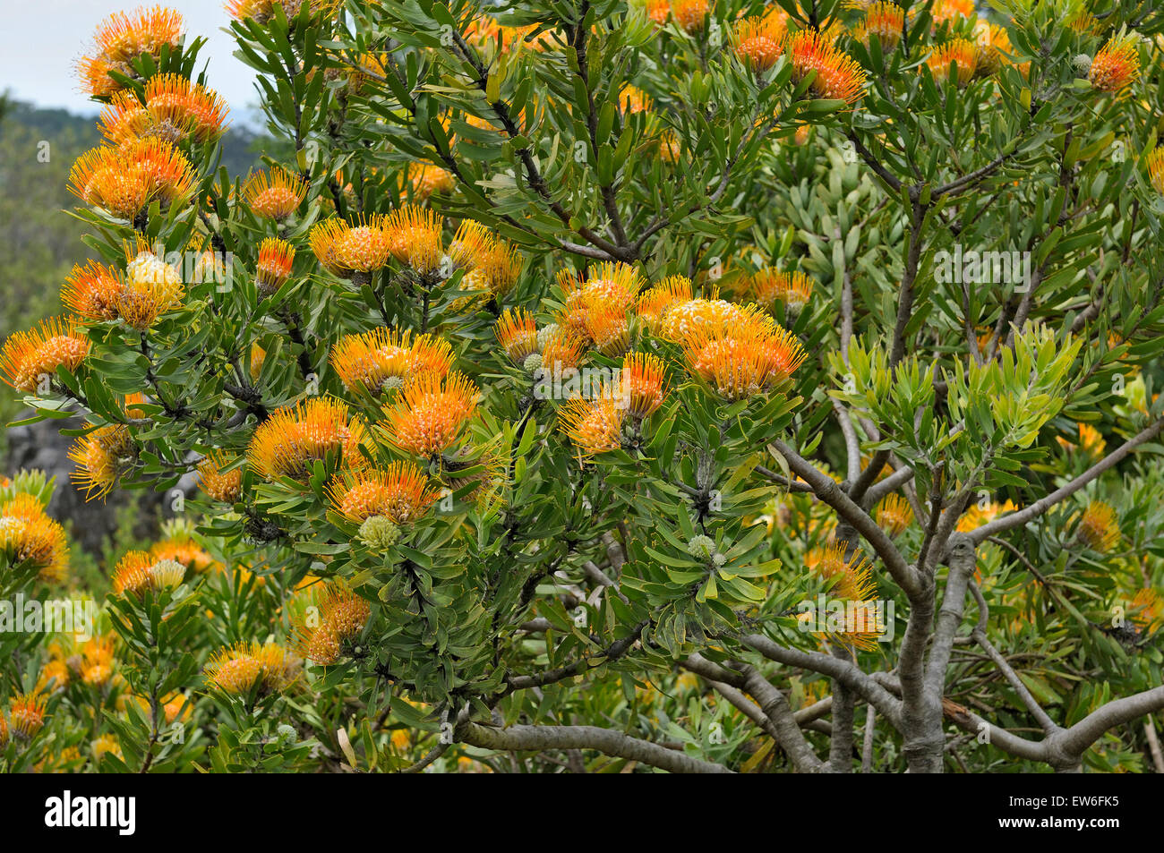 The Orange flame pincushion, also called Langeberg pincushion or oranjevlamspeldekussing, Leucospermum erubescens, flowering in Stock Photo