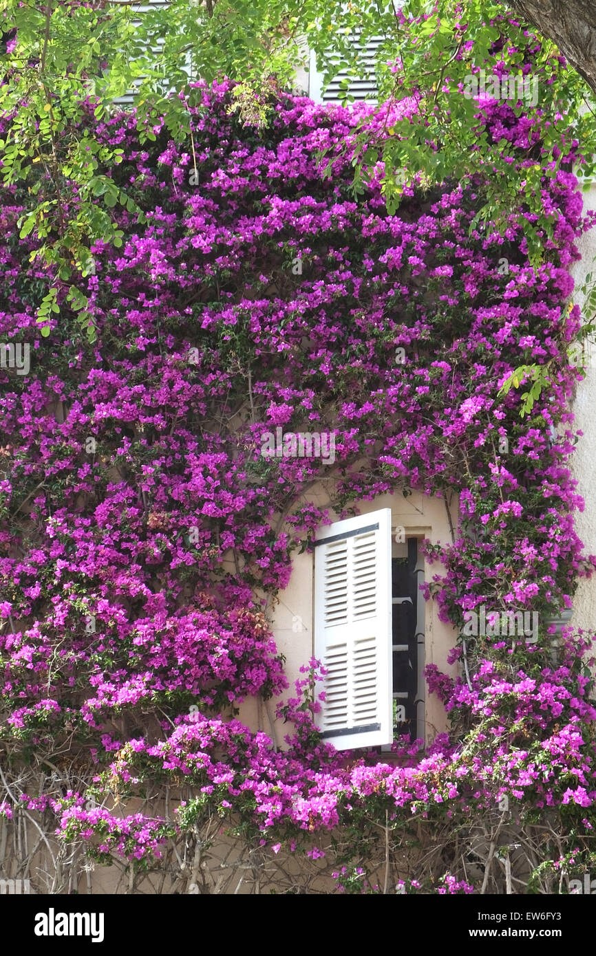 White shuttered window framed in bourgenvilla Stock Photo - Alamy