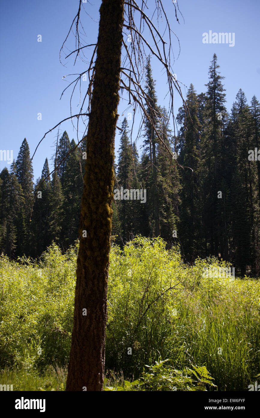 Landscape in Sequuoia Nationalpark in California, USA Stock Photo