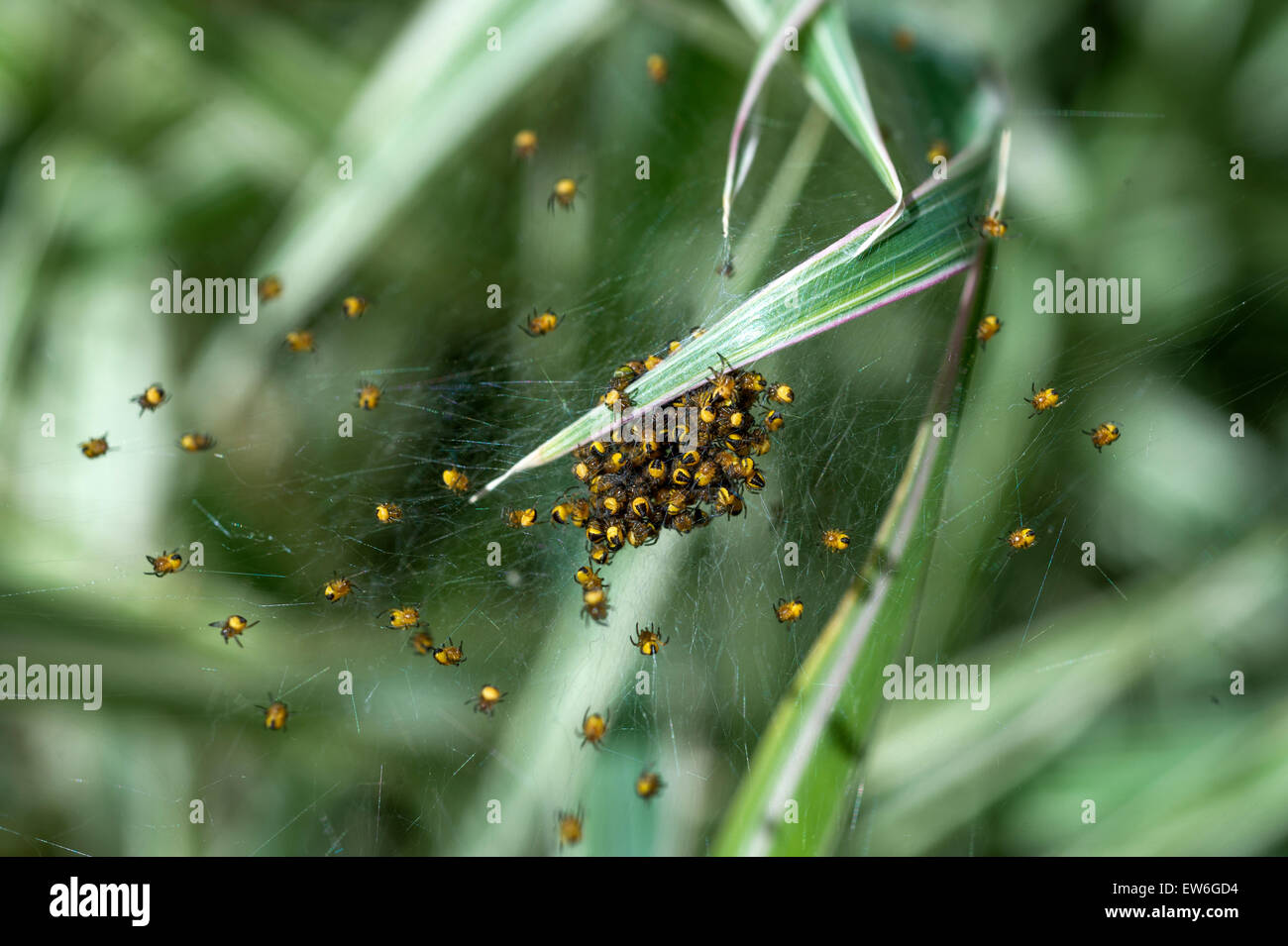Yellow Garden Spiders clustering on a Carex ‘Variegata’ plant UK Stock Photo