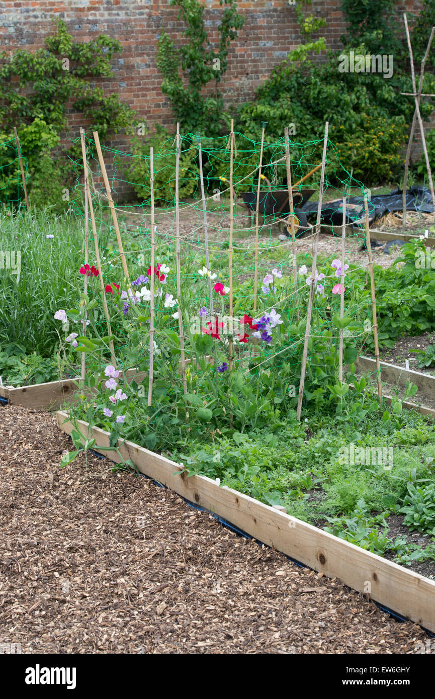 Lathyrus latifolius. Sweet peas growing in vegetable beds at Waterperry