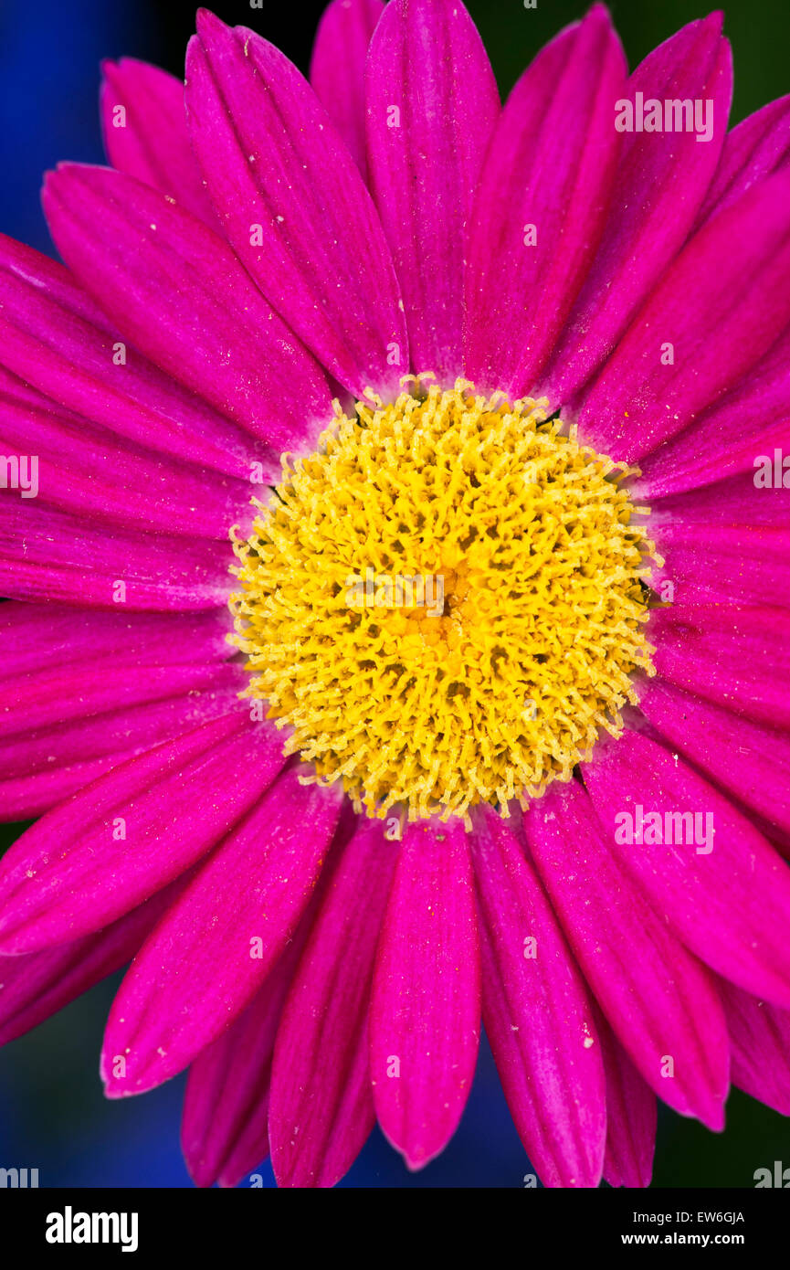 Tanacetum coccineum.  Painted Daisy flower Stock Photo