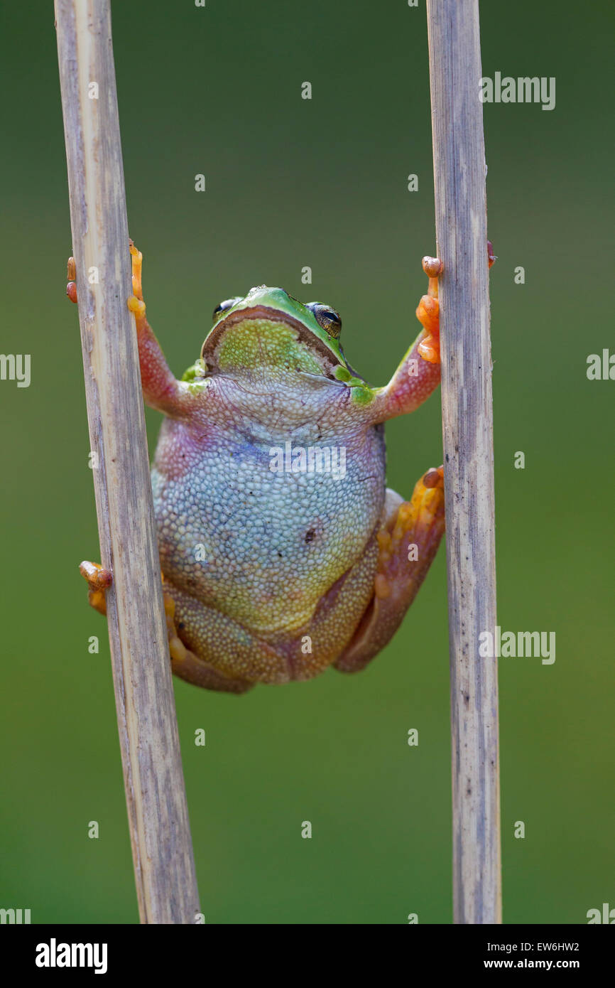 European tree frog (Hyla arborea / Rana arborea) climbing reed stem in wetland and showing belly Stock Photo