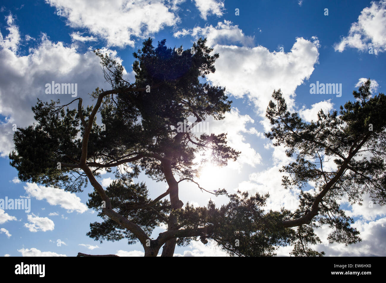 Silhouette of Pine Tree against a Cloudy Sky Backlit by the Sun Stock ...