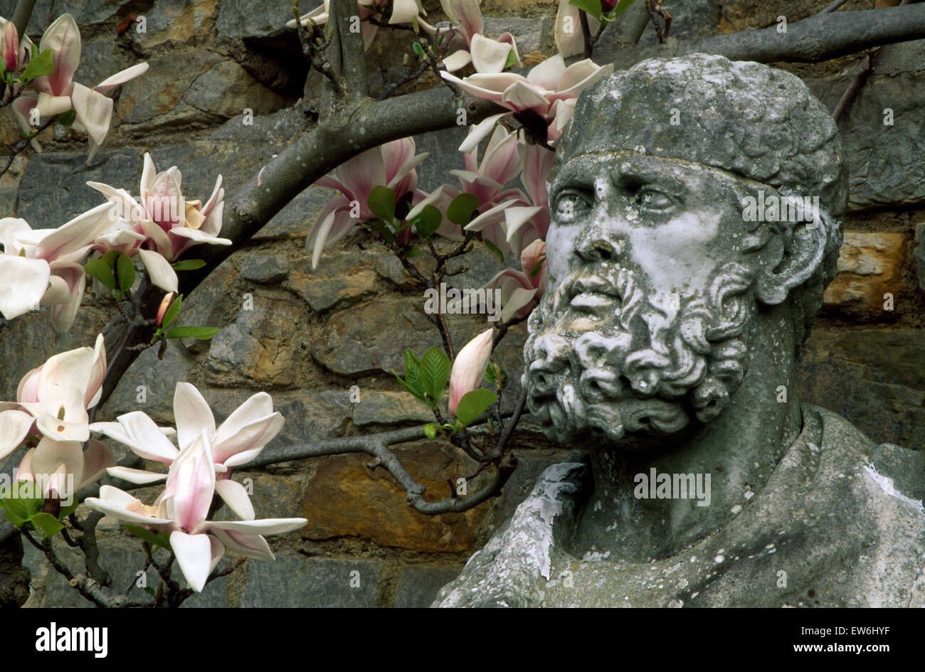 Close-up of a pale pink magnolia twined around a classical stone statue Stock Photo