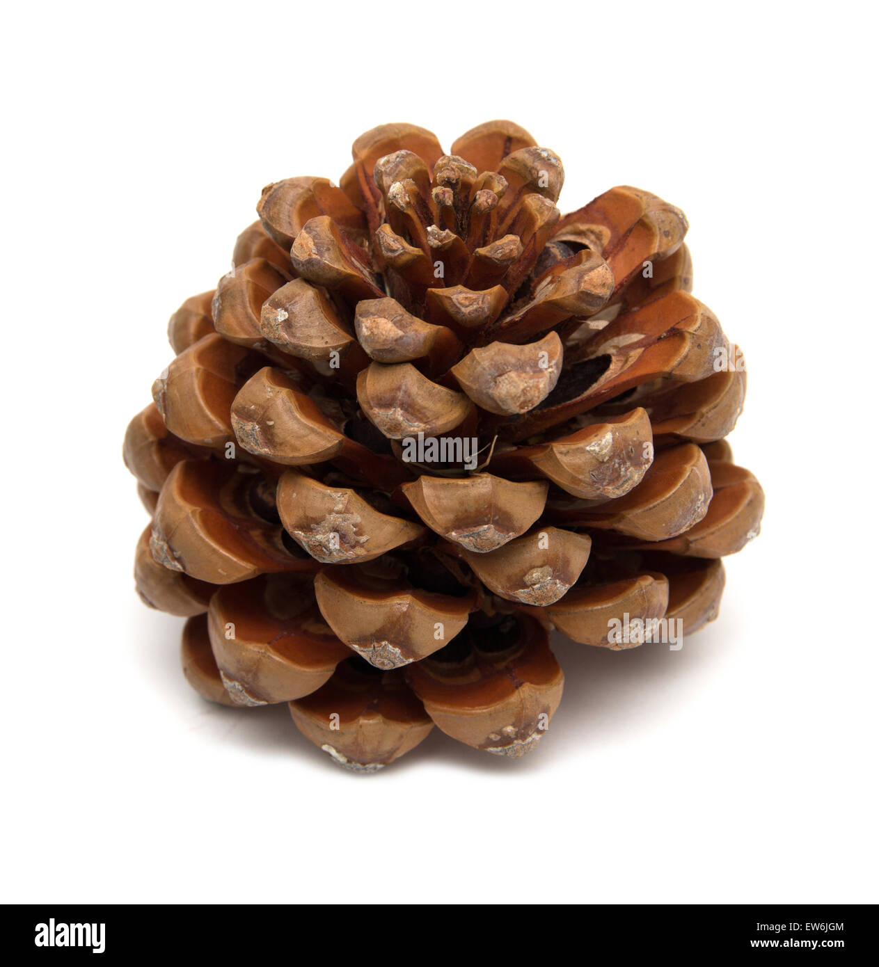 cone of stone pine, Pinus pinea, with some of the nuts still in, isolated on white background Stock Photo