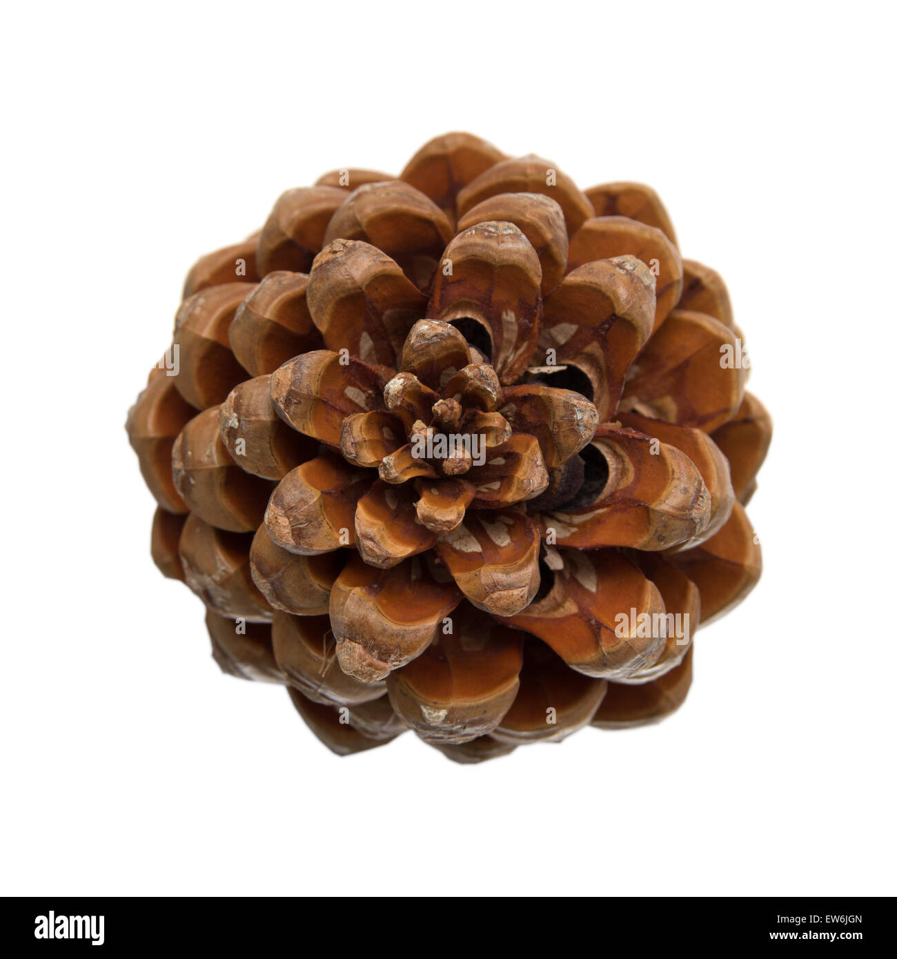 cone of stone pine, Pinus pinea, with some of the nuts still in, isolated on white background Stock Photo