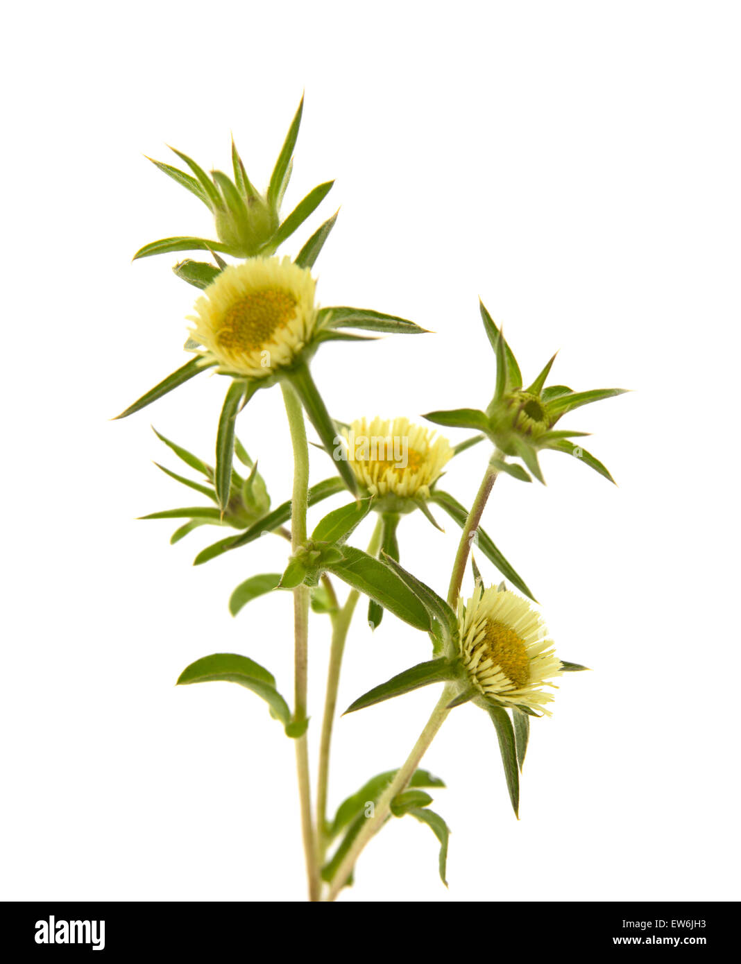 Yellow carlina flower isolated on white background Stock Photo