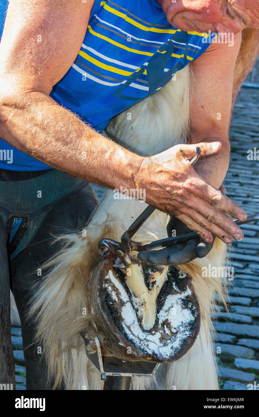 Farrier trimming the "frog" part of a Clydesdale Horse hoof before fitting a horseshoe, Pollok