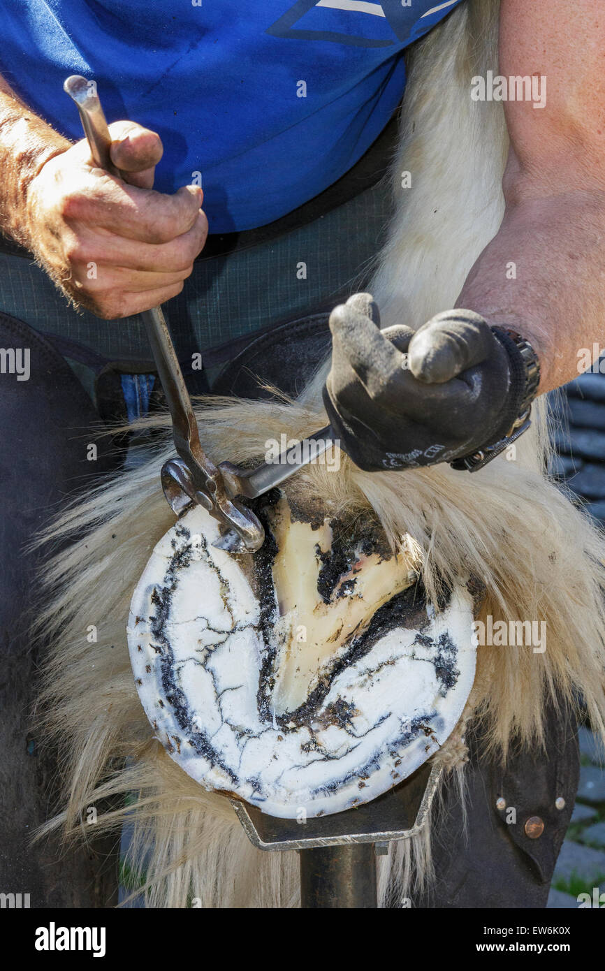 Trimming hoof trimming hires stock photography and images Alamy