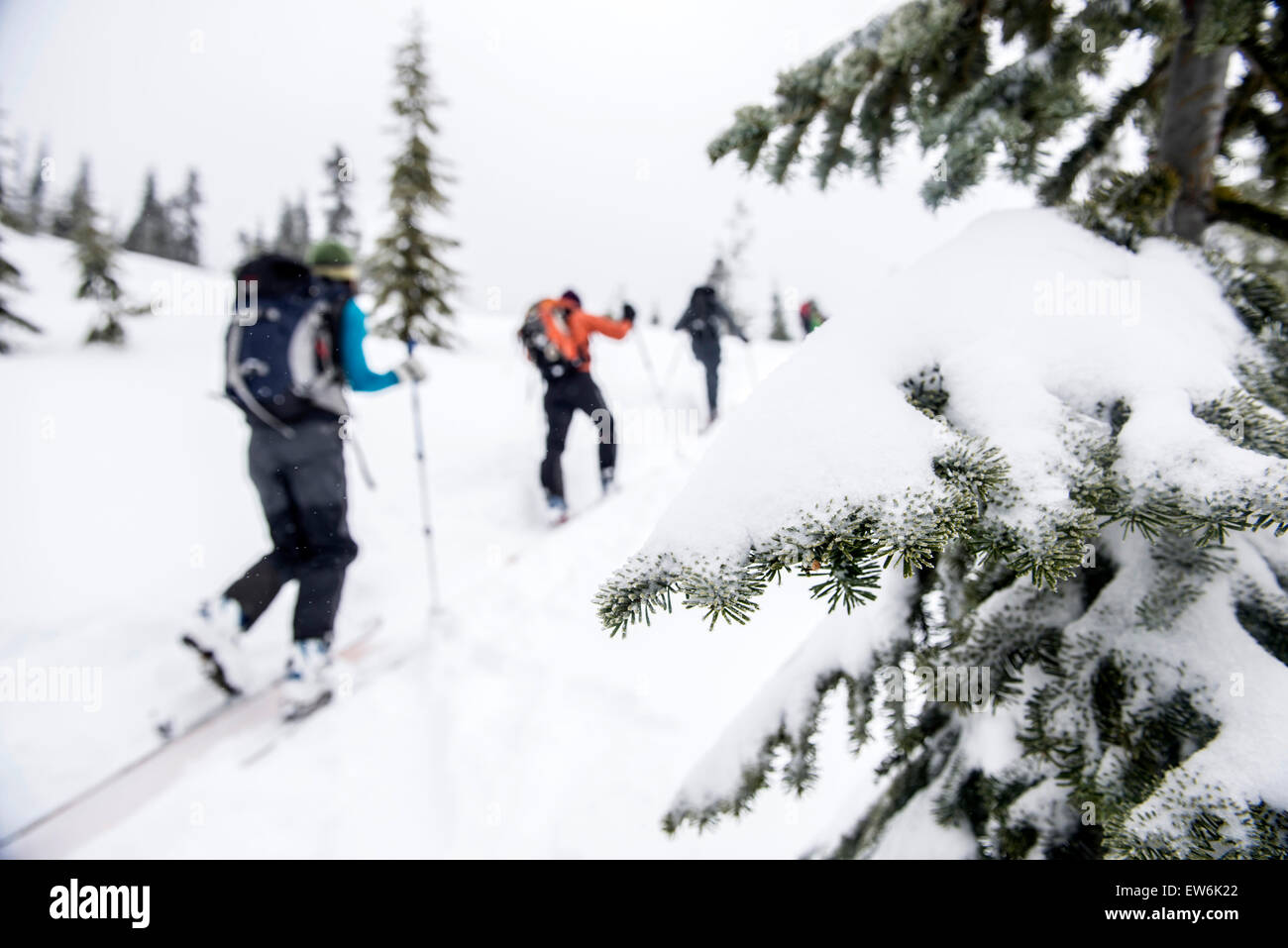 Skiers moving uphill in the Yodelin back country ski area, near Stevens