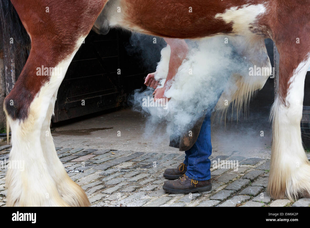 Farrier fitting a horse shoe onto the front hoof of a Clydesdale Horse