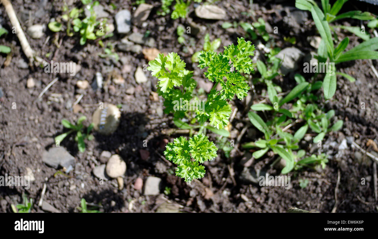 Curly leaf parsley hires stock photography and images Alamy