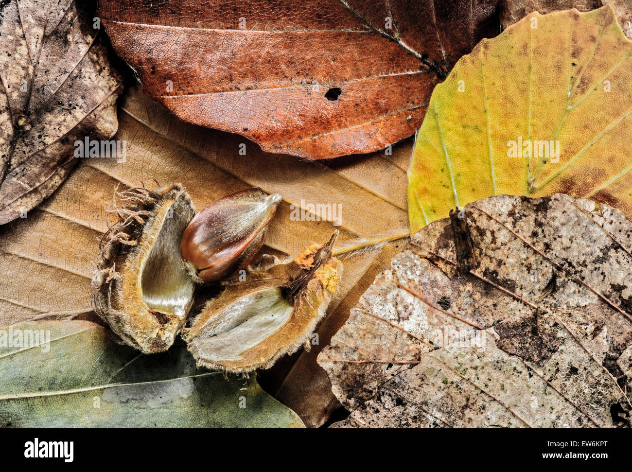 Beech nut and leaves Stock Photo