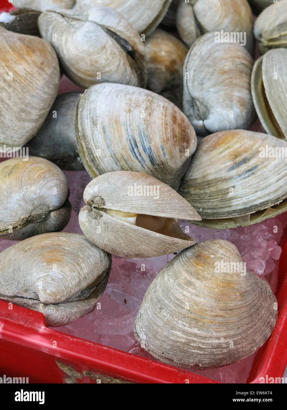 Clams in Fish Market, Chinatown, NYC Stock Photo Alamy