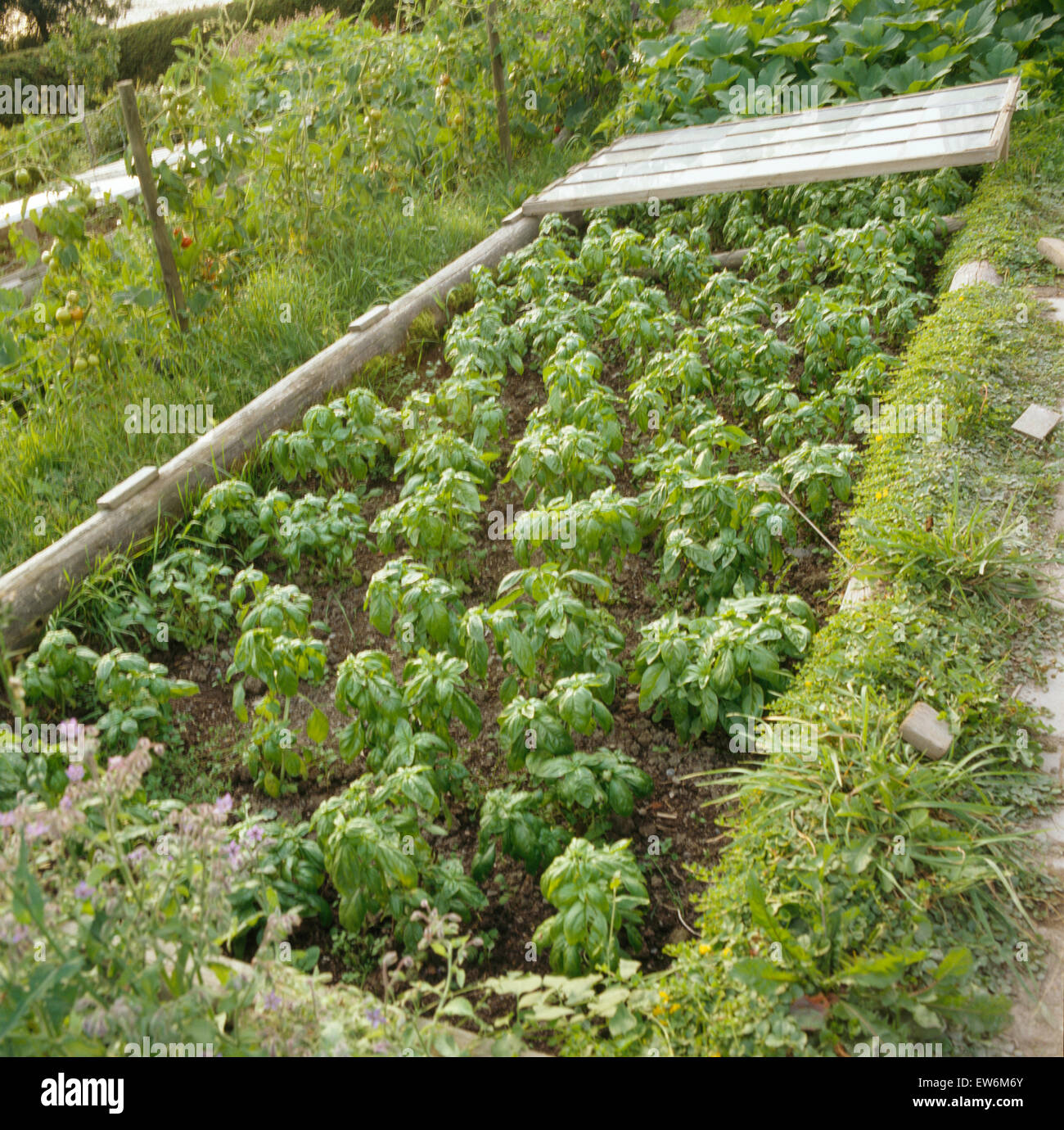 Basil growing in rows in large vegetable garden Stock Photo Alamy
