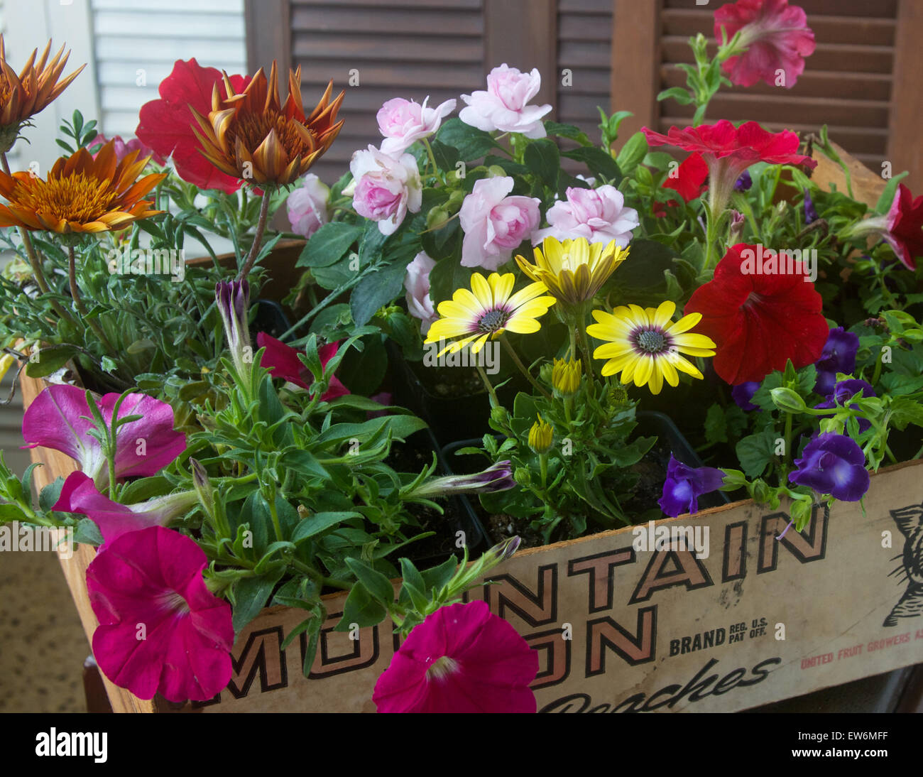Variety of flowers, in an old box, ready for planting Stock Photo Alamy