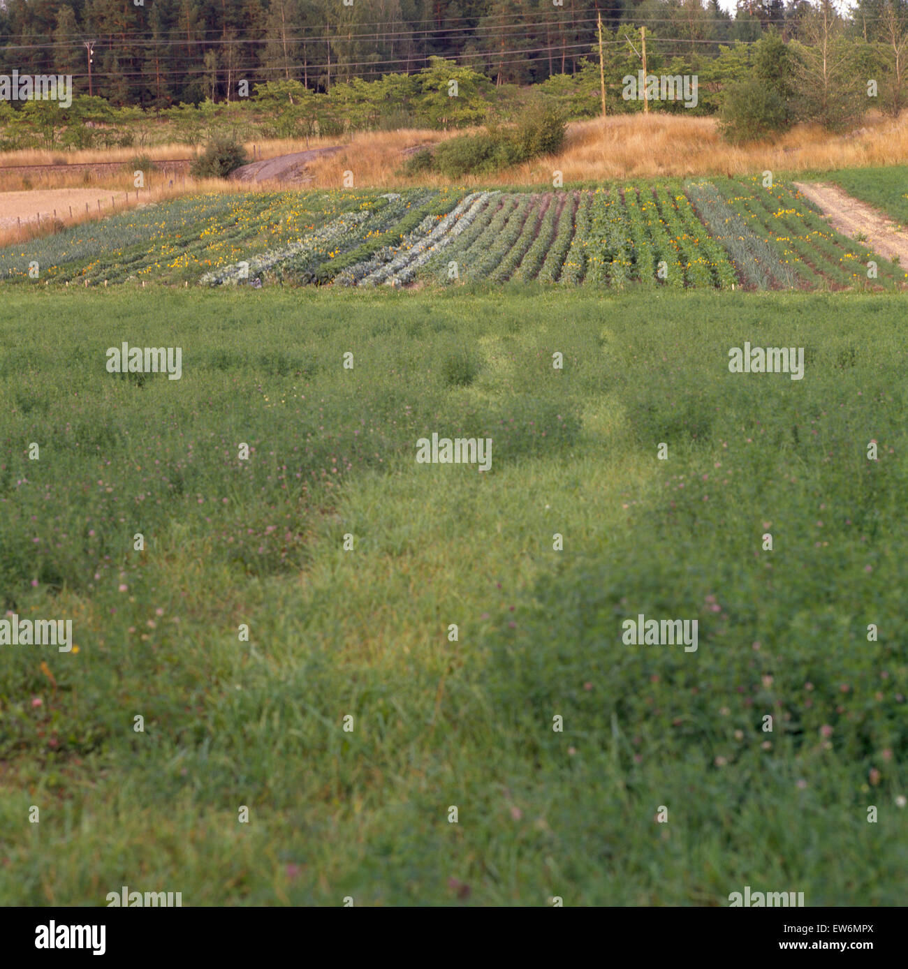 Neat rows of vegetables in country garden viewed across a green field Stock Photo