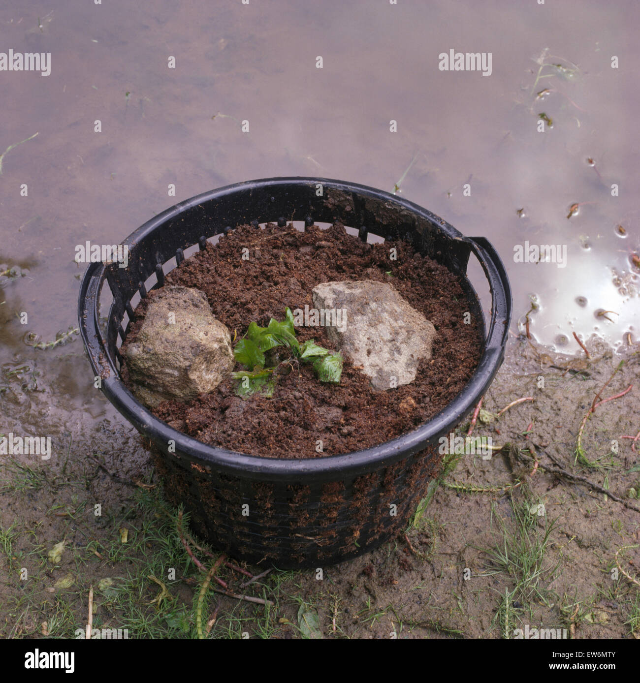 Close-up of a black plastic basket with a water plant to place in a newly made pond Stock Photo