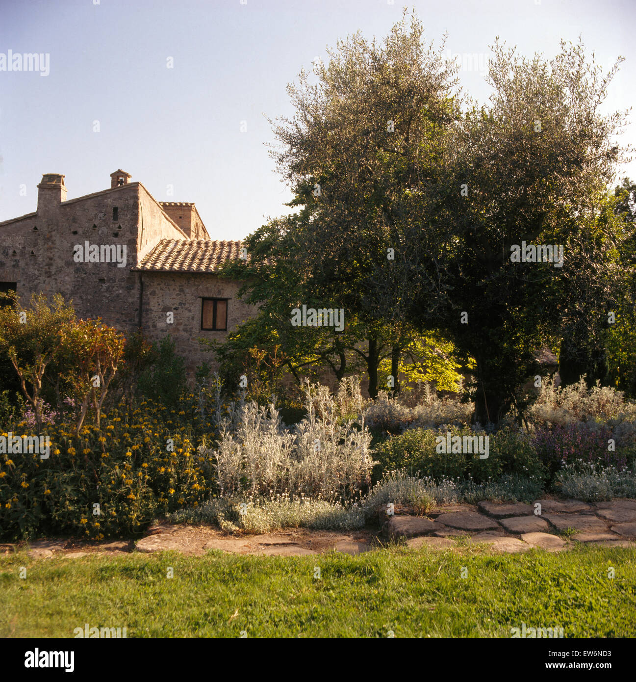 Phlomis and small trees in garden of Italian villa Stock Photo