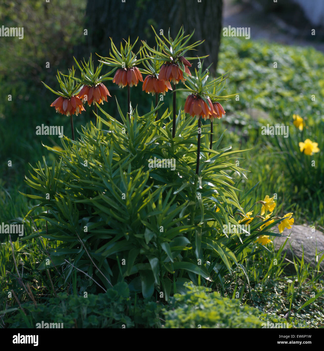 Close-up of orange Fritillaria 'Imperialis' Stock Photo
