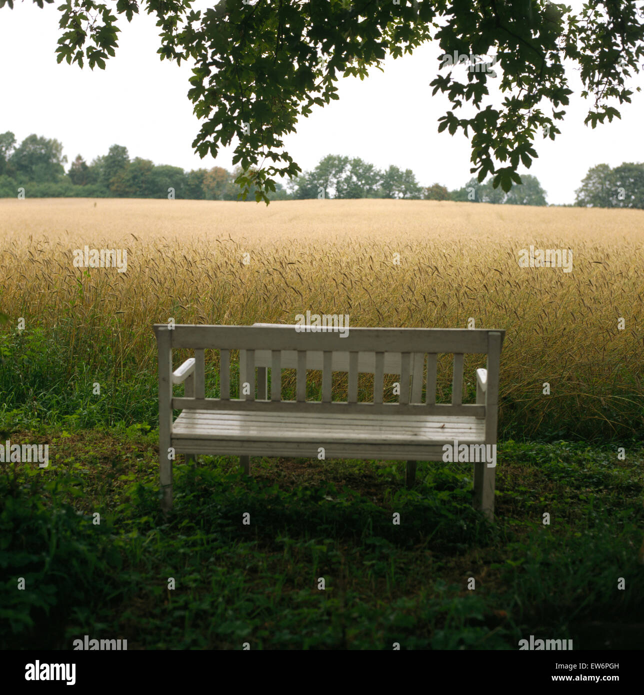 Painted Garden Bench Looking On To A Corn Field Stock Photo