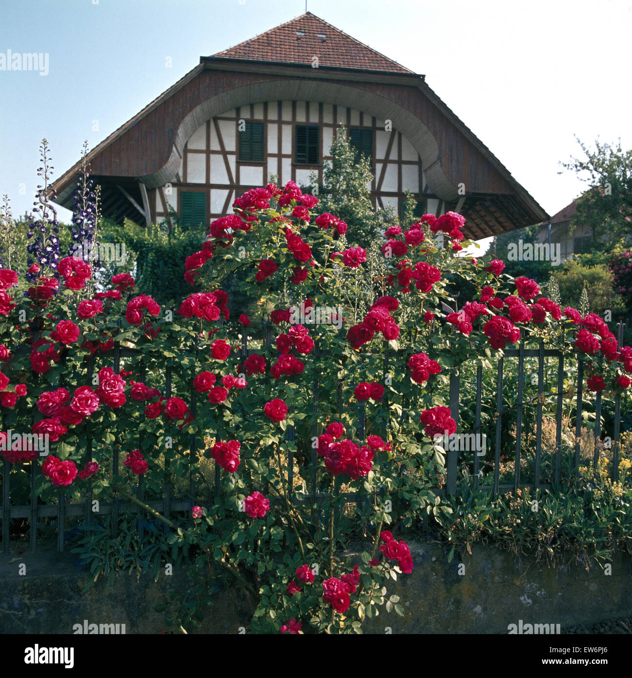 Red roses on fence in front of timbered Swedish house Stock Photo - Alamy