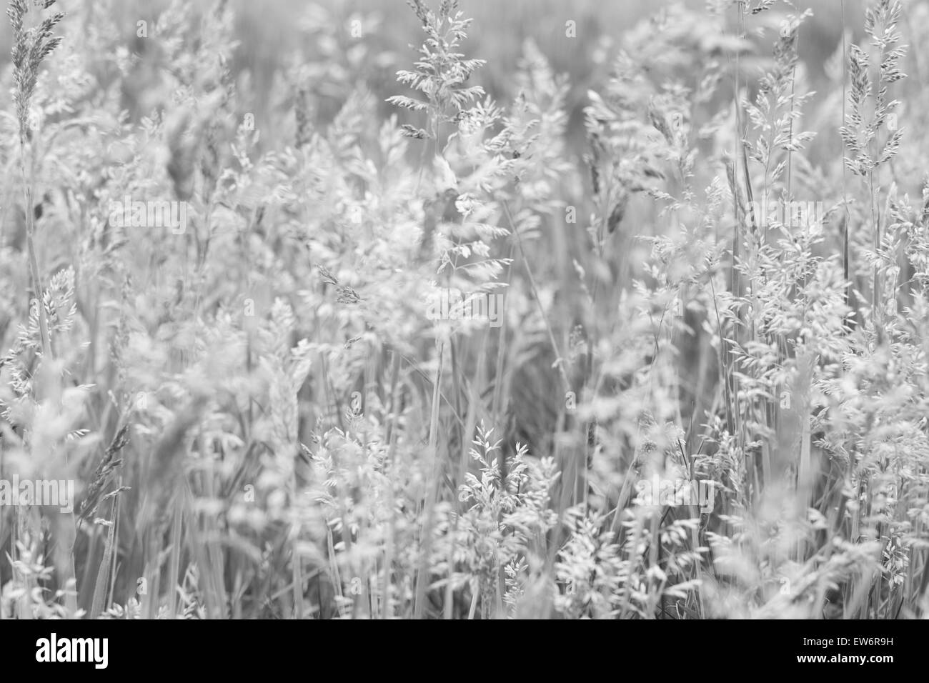 Grass texture Black and White Stock Photos & Images - Alamy