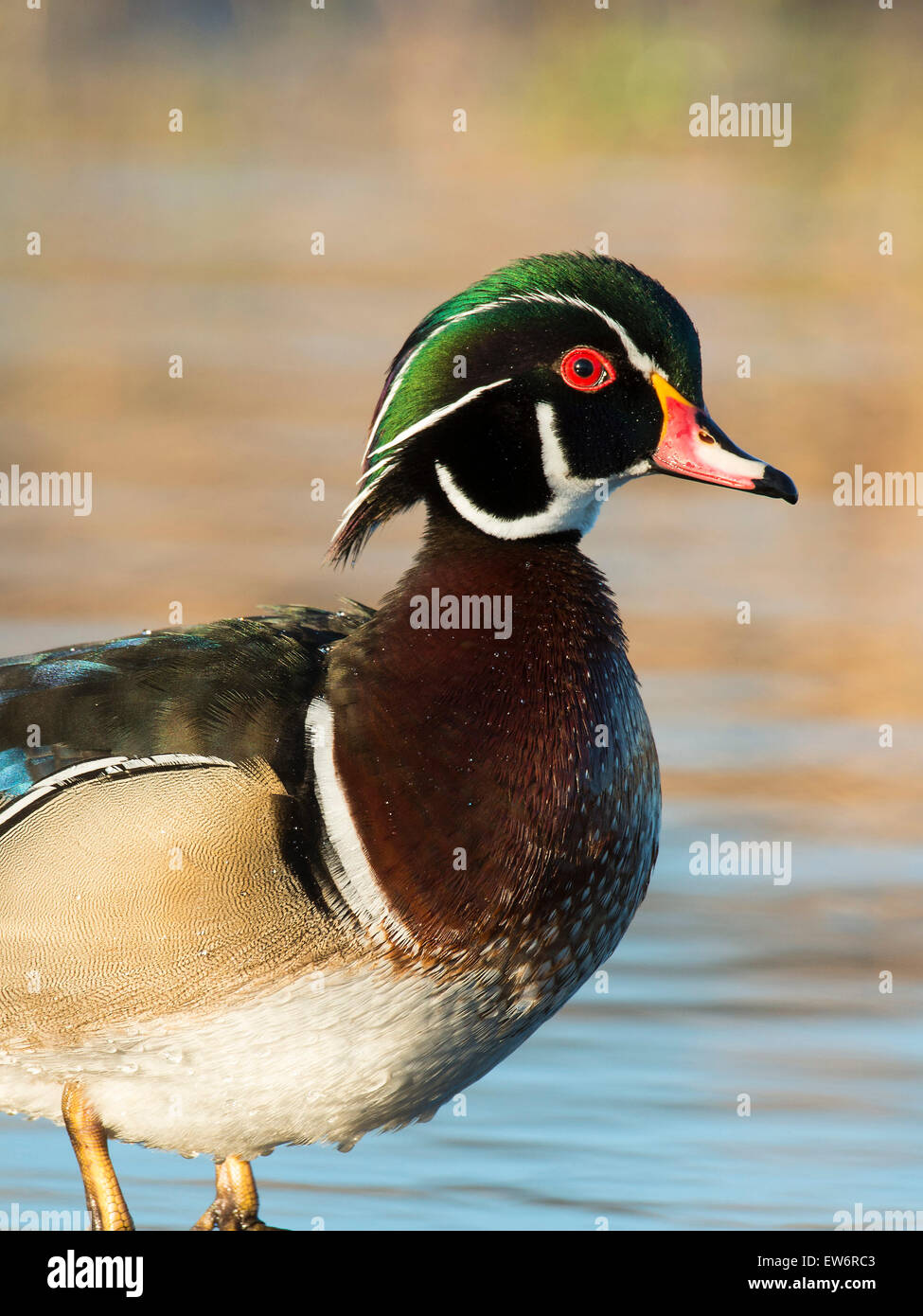 Spring Drake Ing A Drake Wood Duck in the spring Stock Photo - Alamy