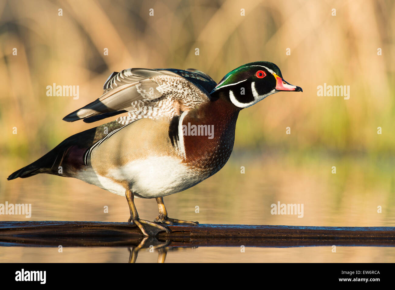 Spring Drake Ing A Drake Wood Duck in the spring Stock Photo - Alamy
