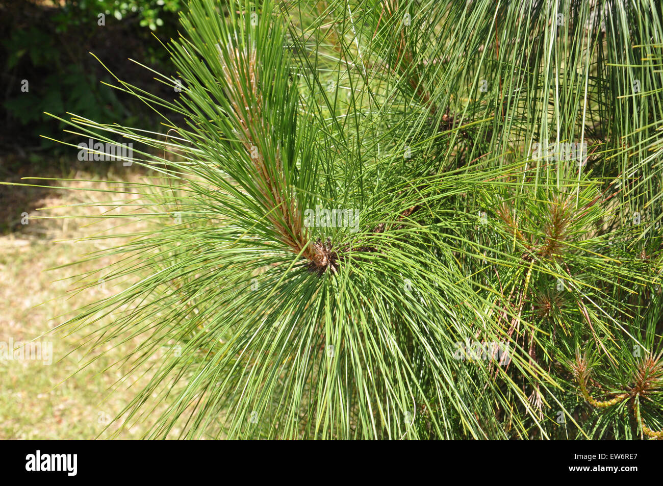 Close up of a North Carolina Long Leaf Pine Tree Stock Photo Alamy