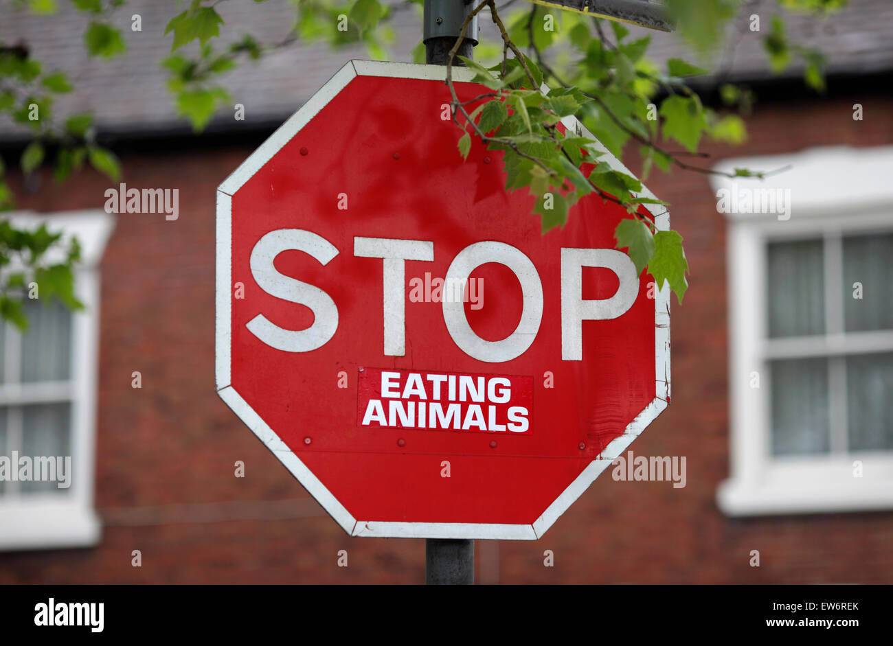 “STOP” road sign, to which someone has added “EATING ANIMALS”, Melbourne, Derbyshire. Stock Photo