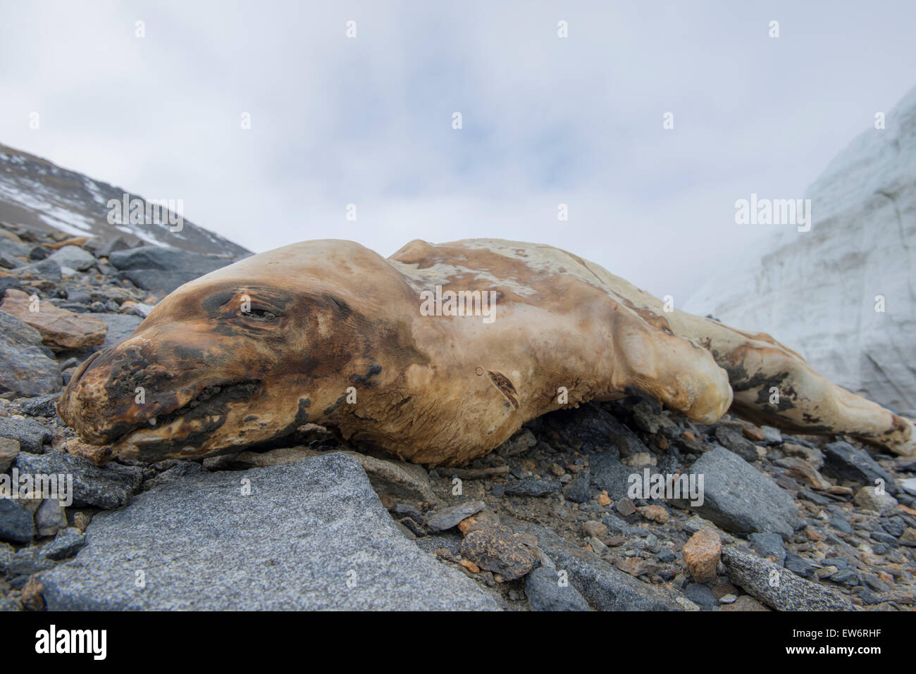 Mummified seal in the Taylor Valley, Antarctica. Stock Photo