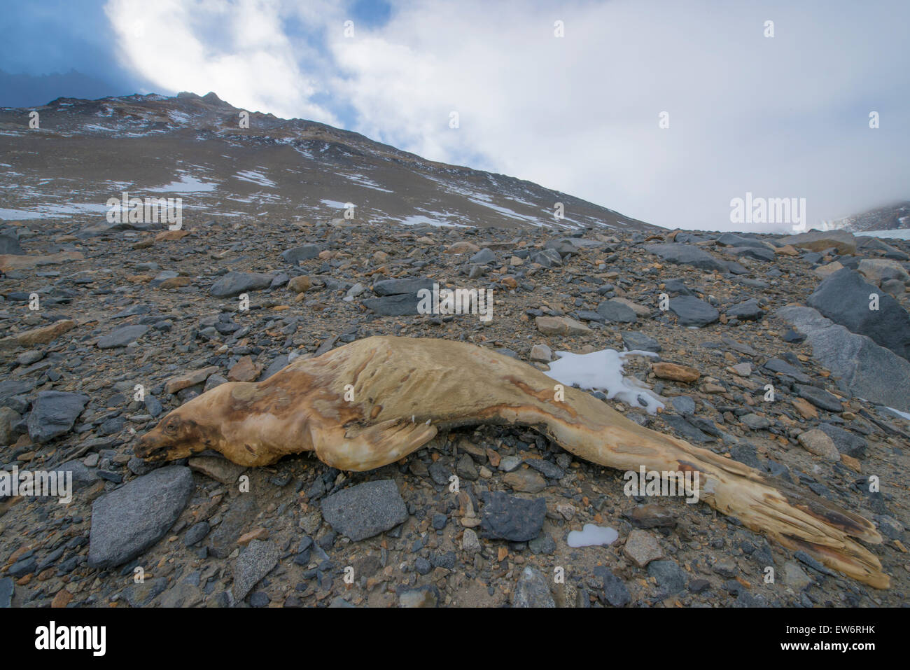 Mummified seal in the Taylor Valley, Antarctica. Stock Photo