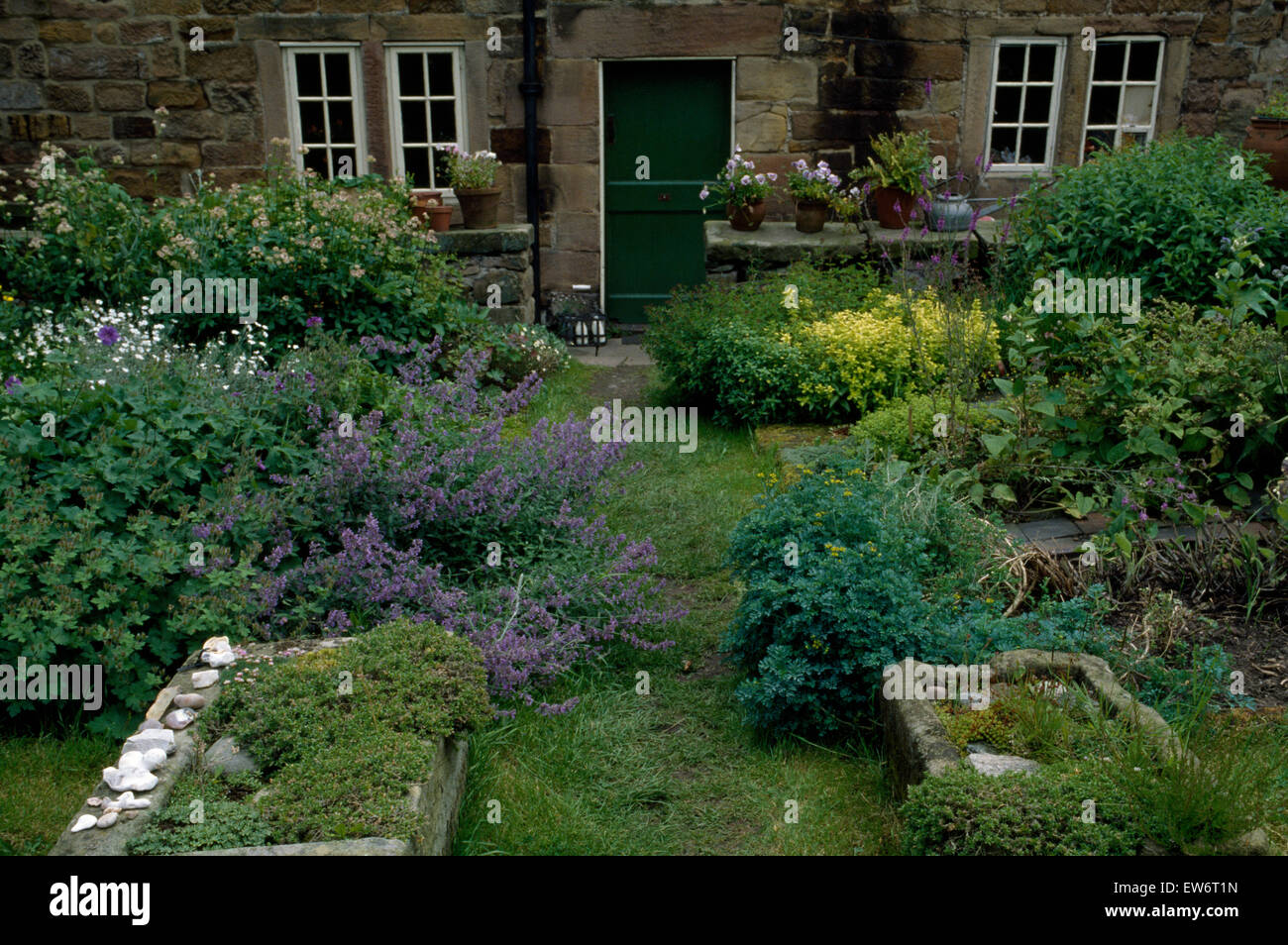 Old stone sinks planted with alpines in untidy front garden with catmint Stock Photo