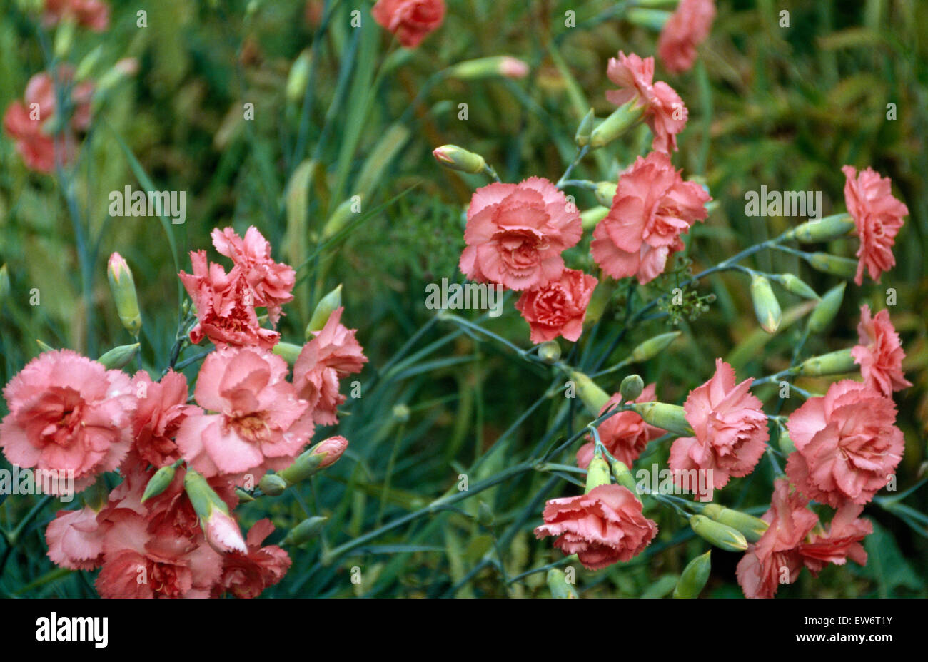 Close-up of pink dianthus Stock Photo
