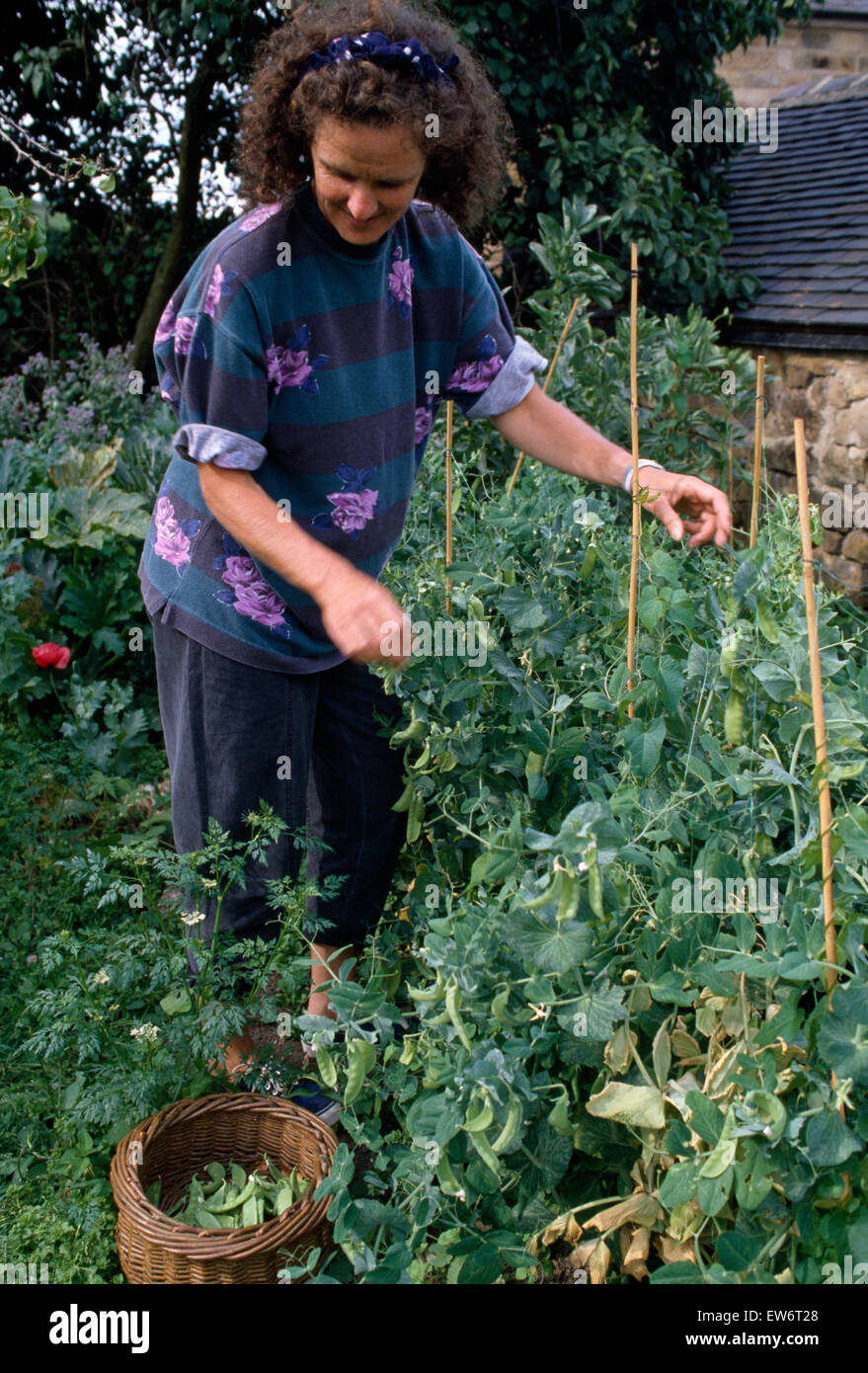 Woman picking peas in a country garden Stock Photo Alamy