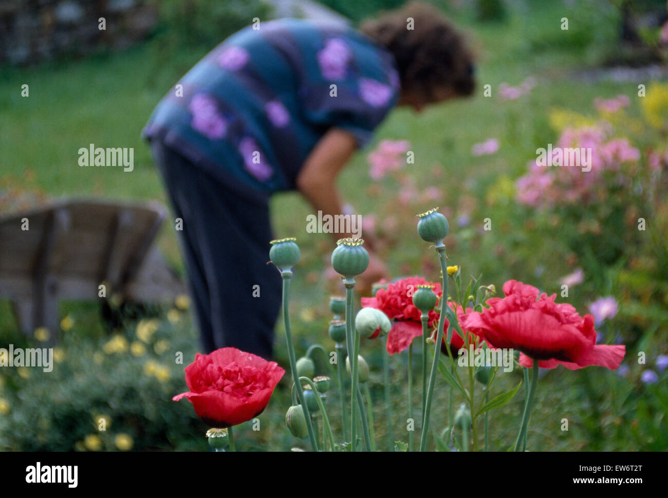 Soft focus view of a woman deadheading perennials in a country garden