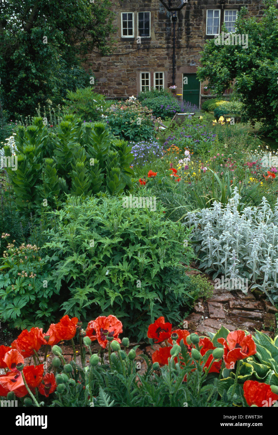 Red oriental poppies and pale Lambs' Ears in a summer border in garden