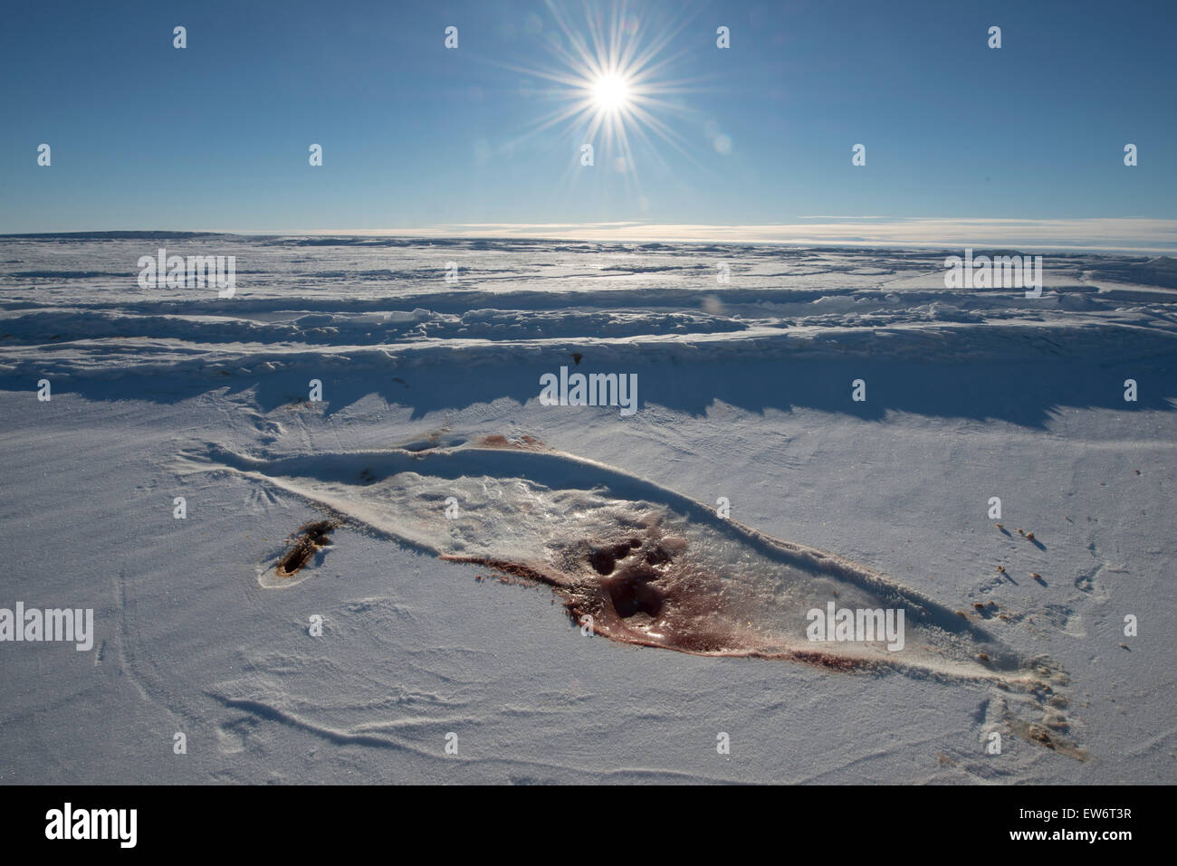 The imprint of an injured Weddell Seal on the sea ice, at Marble Point, Antarctica. Stock Photo