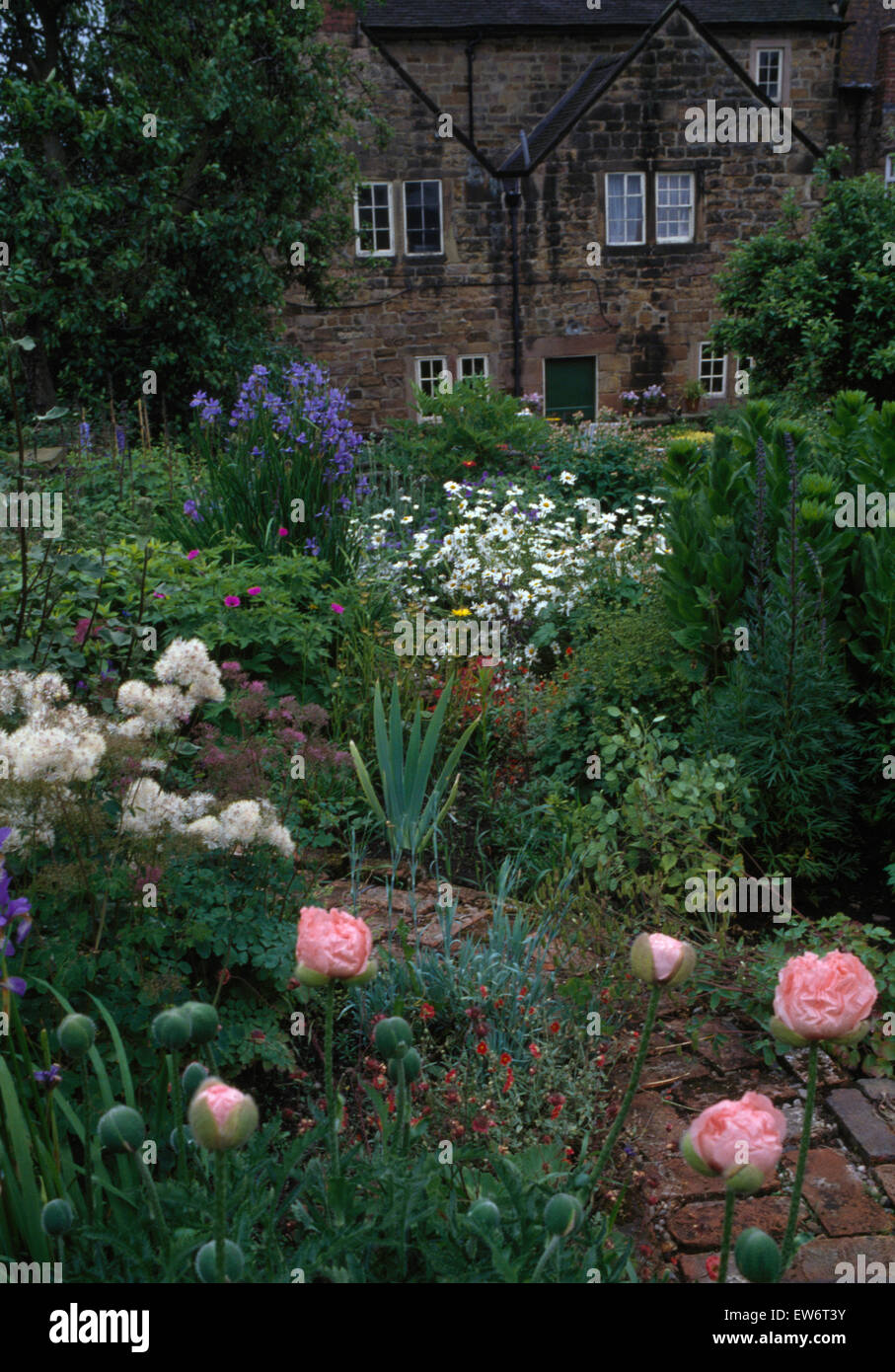 Pink oriental poppies and white roses in a summer border in garden of country cottage in summer Stock Photo