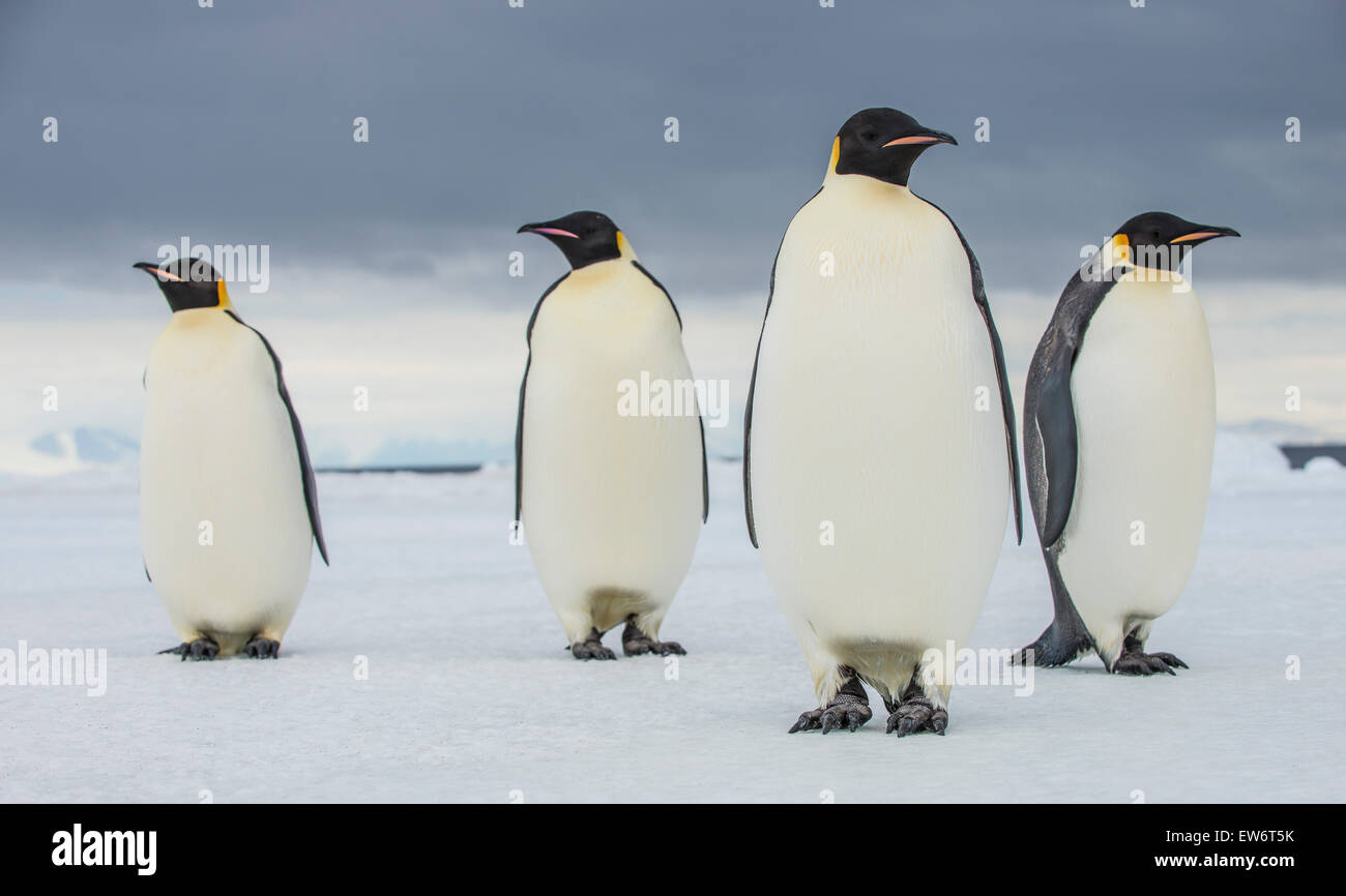 Emperor penguins near Cape Royds, Antarctica. Stock Photo