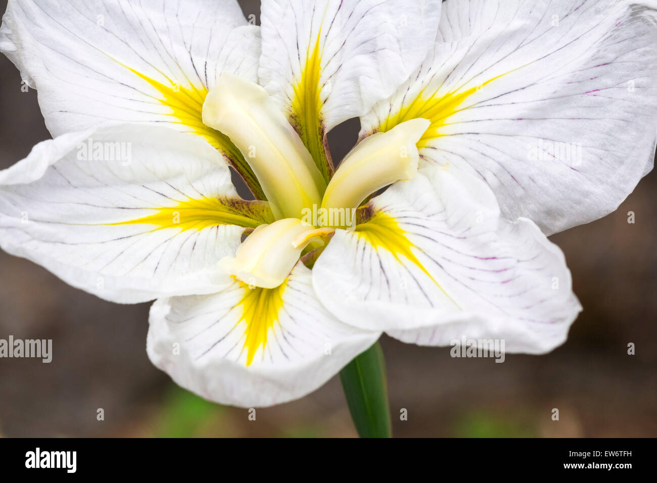 White Japanese iris with striking yellow designs on the petals Stock Photo
