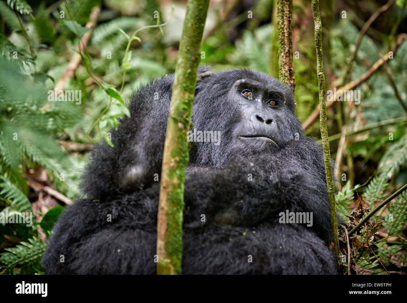 mountain gorilla [Gorilla beringei beringei], Bwindi Impenetrable National Park, Uganda, Africa Stock Photo