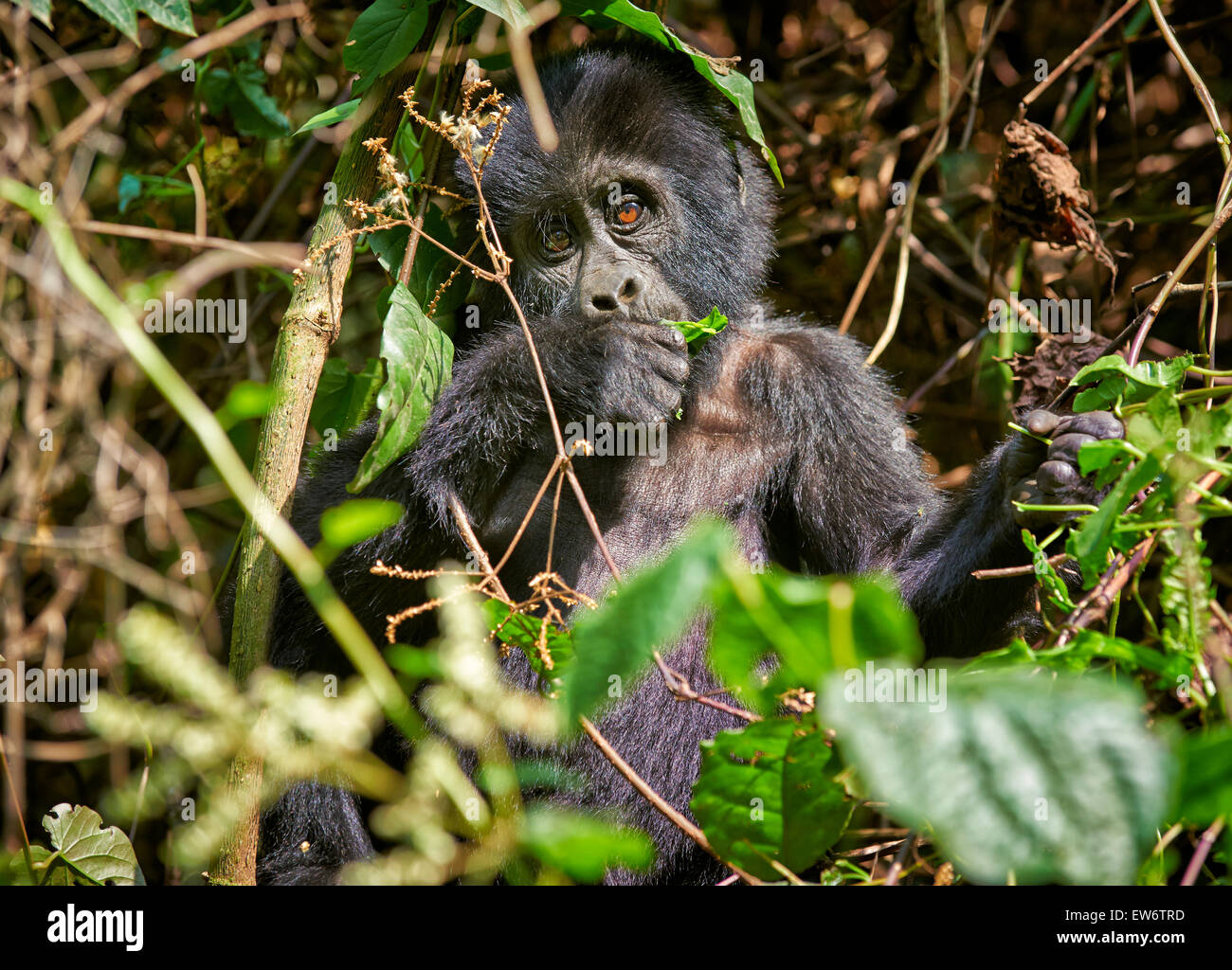 cute juvenile mountain gorilla [Gorilla beringei beringei], Bwindi Impenetrable National Park, Uganda, Africa Stock Photo